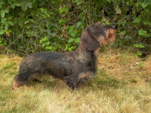 chiens-Teckel-poil-dur-9af55ef2-53c8-b1c4-1520-9536469e30f4