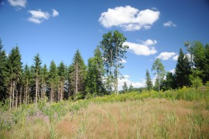 Parc à sangliers proche de la suisse