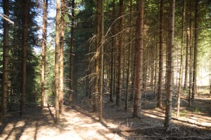 Parc à sangliers pour entrainement de chiens