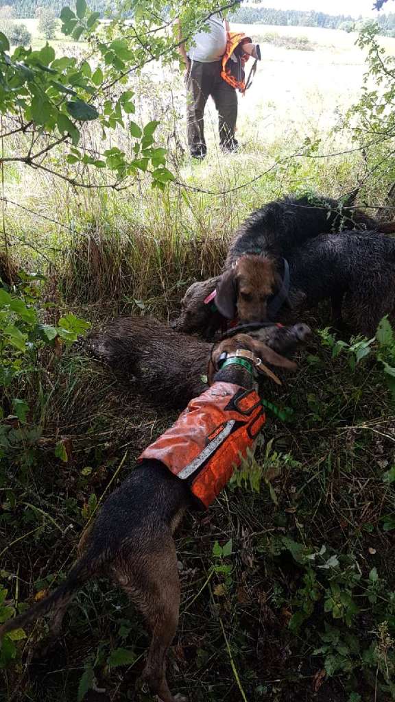 Jeune chien de chasse sur sanglier