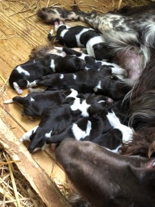 Chien d'Oysel; Wachtelhund,