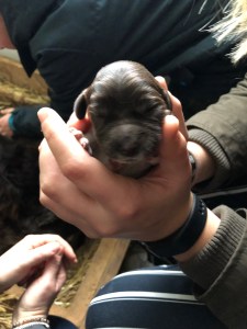 Chien d'Oysel; Wachtelhund,