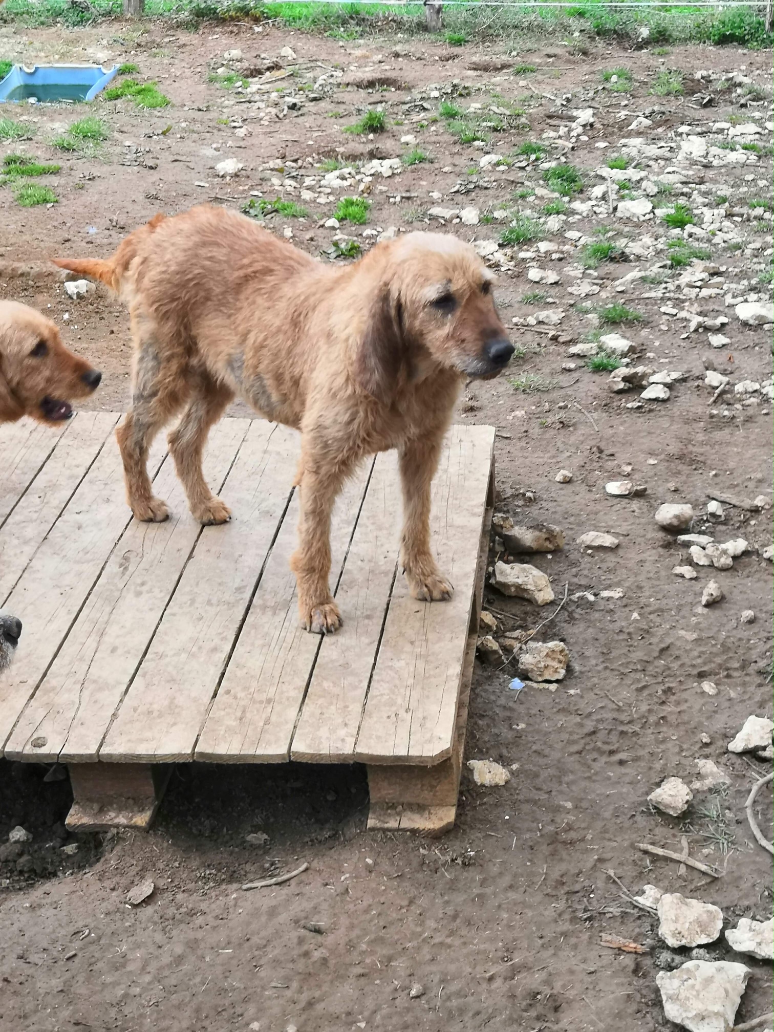 Chien voie unique sanglier_2