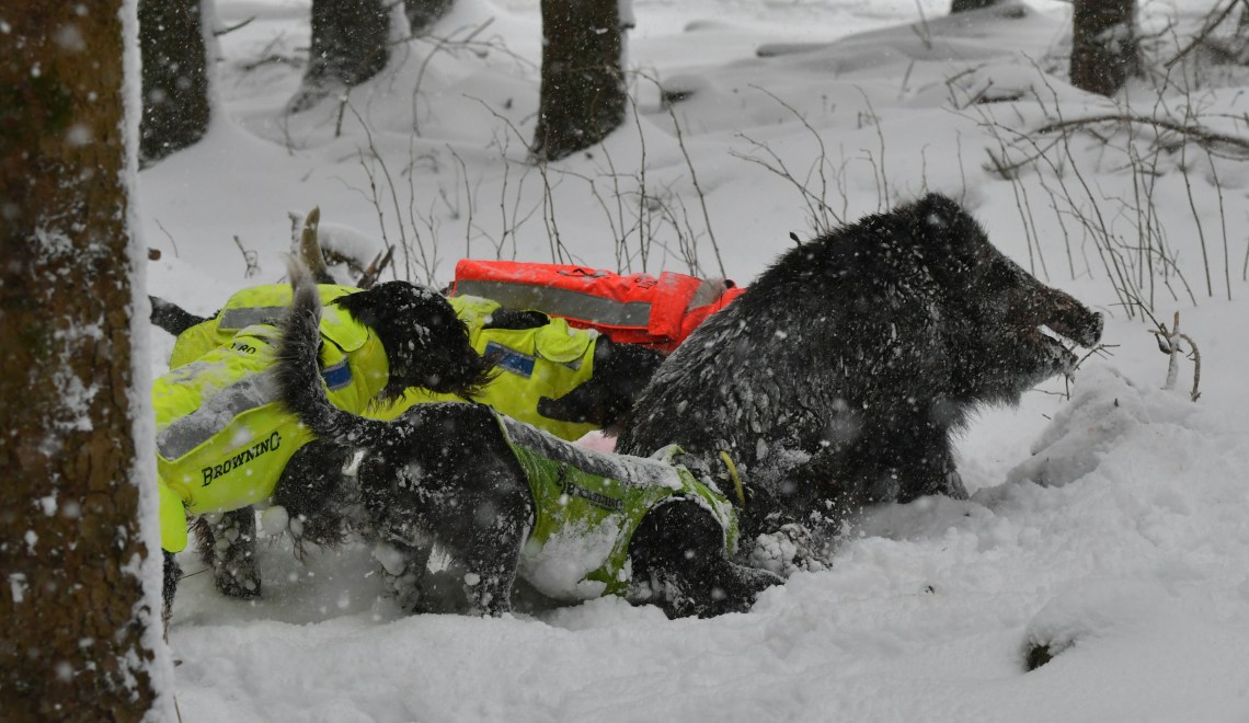 Wachtelhund sur sanglier