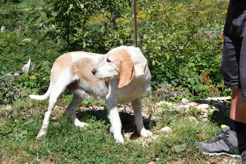 Chien Rapprocheur Voie Unique Sanglier A Vendre